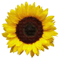 sunflower - nemokama png
