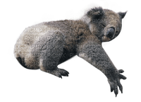 Kaz_Creations Animals Koala Bear - 免费PNG