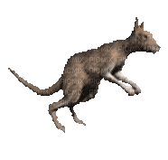 ani känguru-djur - Free animated GIF