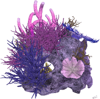 reef coral - nemokama png