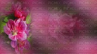 bg-background-flower-.blomma-pink-.rosa - gratis png