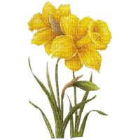 flores - darmowe png