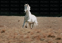 white horse1 NitsaPap - Gratis geanimeerde GIF