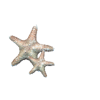 Starfish   Bb2