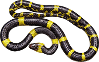 Kaz_Creations Snake - бесплатно png