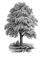 Tree arbre albero baum дерево ROSALIA73 - 免费PNG