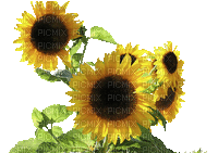 sunflowers tournesol - Free animated GIF
