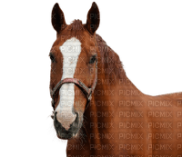 hevonen, horse, domestic animal, kotieläin - Free PNG