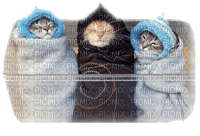 katter -sover--cats sleep - PNG gratuit