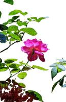 flower,rose - zadarmo png