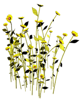 Flores de agua - 無料png