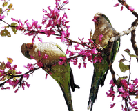 birds on a bloomed tree branch sunshine3 - PNG gratuit