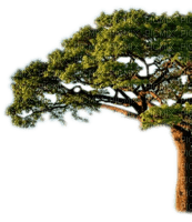Rena Tree Baum - ilmainen png