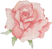 Rose watercolor - безплатен png