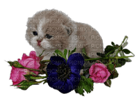 Kaz_Creations Cats Cat Kittens Kitten Flowers - zdarma png