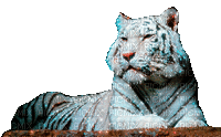 tiger  by nataliplus - GIF animé gratuit