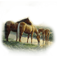caballos dubravka4 - darmowe png