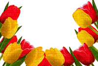 loly33 tulipe - zdarma png