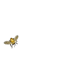 Honey Bee Gif - Bogusia - GIF animado grátis