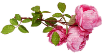 Gartenrosen - nemokama png