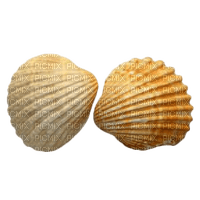 Tube Coquillage - PNG gratuit