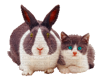 Kaz_Creations Animated Rabbit Cat Kitten - Zdarma animovaný GIF