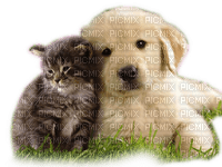 Rena Dog Cat Hund Katze - ücretsiz png
