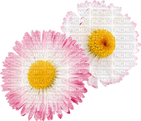 pink daisies Bb2 - zadarmo png