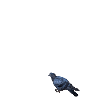 Птица - Animovaný GIF zadarmo
