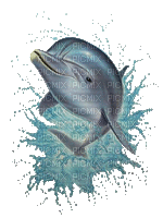 Dolphin - GIF animate gratis