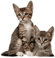 twin kittens - zdarma png