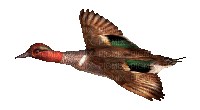 bird (created with gimp) - Gratis geanimeerde GIF