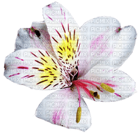 fleur - besplatni png