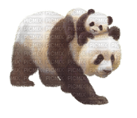 panda - фрее пнг
