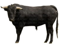 Spanish bull bp - 免费PNG