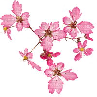 Pink Blossom - Free PNG
