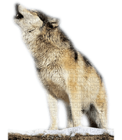charmille _ loups - darmowe png