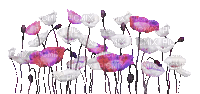 soave deco flowers poppy border  white pink purple - GIF animé gratuit