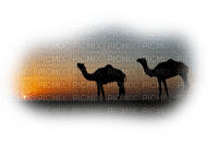 camel bp - ingyenes png
