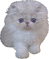 chat blanc - Zdarma animovaný GIF
