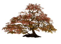 arbre automne_tree _autumn_Blue DREAM 70 - PNG gratuit