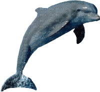 Kaz_Creations Dolphin - PNG gratuit