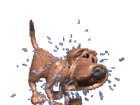 DOG - Gratis animeret GIF