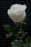 Rosa blanca - Nemokamas animacinis gif