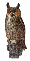 kikkapink owl bird - bezmaksas png
