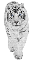 Tigre blanc - 無料png