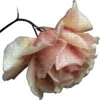 blomma-rosa - nemokama png