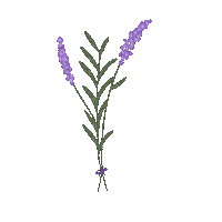 Lavender.Lavande.Plants.plante.Victoriabea