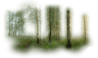 minou52-landskap-sommar-skog - ücretsiz png