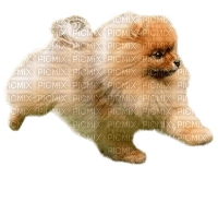 Pomeranian - png ฟรี